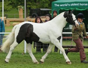 Kent Livery Yard  Postman Pat