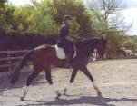 Kent Livery Yard Retraining ex racehorse