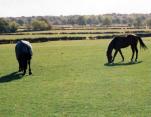 Kent Livery Yard 150 Acres quality grazing